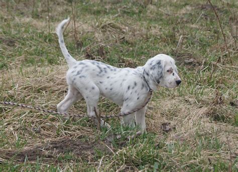 Pointer Dog Puppies
