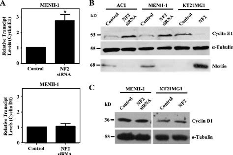 Cyclin E1 And Cyclin D1 Expression Was Increased In Merlin Deficient