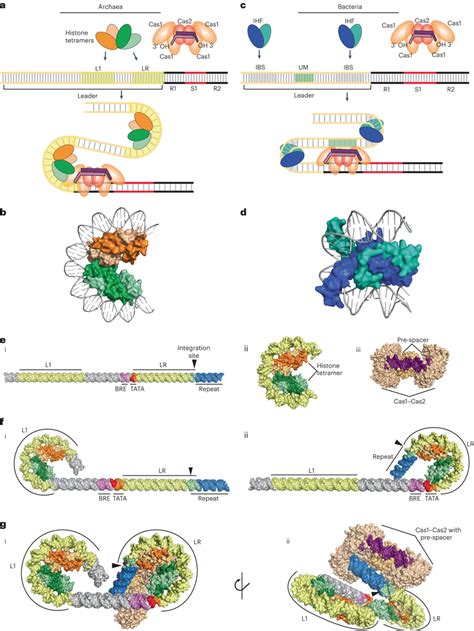 Hypothetical Model For Involvement Of Dna Binding Proteins In Spacer