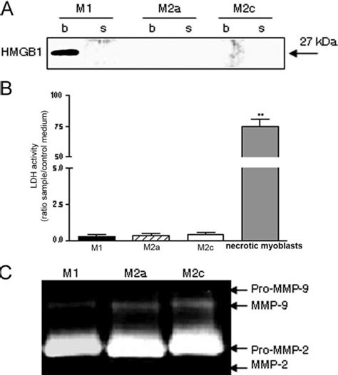 Secretion Of Hmgb1 And Mmp 9 By Polarized Macrophages The Release Of