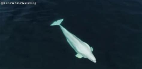 Beluga Whale Appears Off San Diego Thousands Of Miles From Home Waters