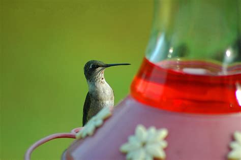 Hummingbird Feeders | Shop Bird Supplies | The Bird Shed