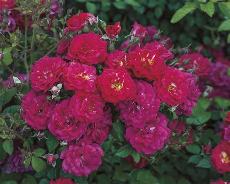 Weeks Roses Introduces Seven New Rose Varieties for Spring 2017 | Newswire