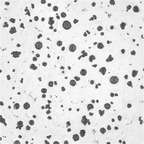 Microstructure Of Cast Irons Graphite Classification According To Iso 945 1 Swissproficiency