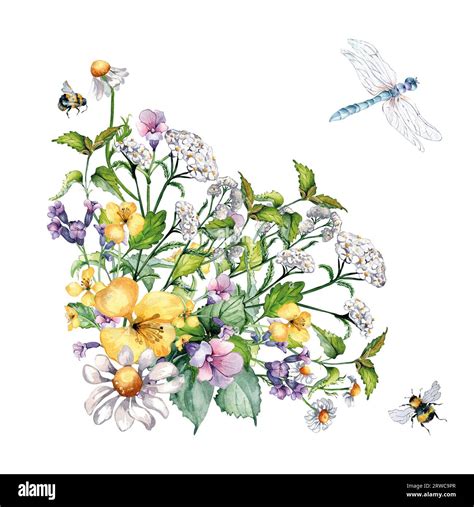 Planta Medicinal Salvaje Hierbas Abeja Insectos Ilustración De Acuarela Aislado Sobre Fondo