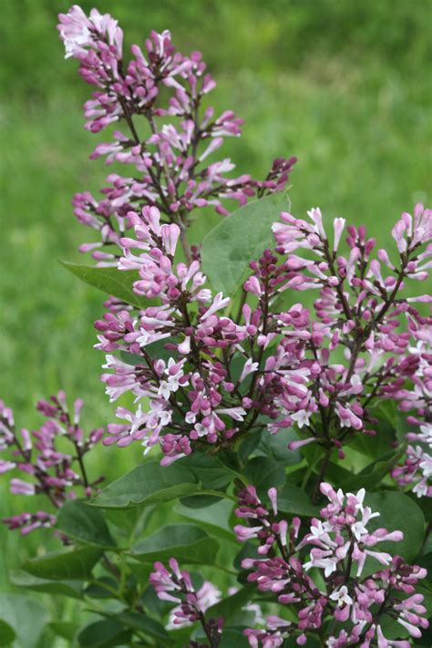 Baby Kim Lilac Syringa X Proven Winners