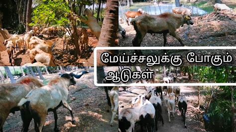 How To Grazing Sheep And Goats Semmari Aadu Valarpu In Tamil Mechal