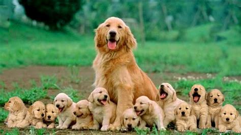 How Many Puppies Can Golden Retriever Give Birth To