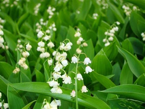 life between the flowers : Lily of the Valley Convallaria Majalis perennial ground cover plant