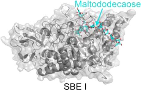 Binding Of Starch Fragments To The Starch Branching Enzyme