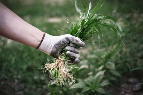 How To Control Pests In The Garden 14 Tips