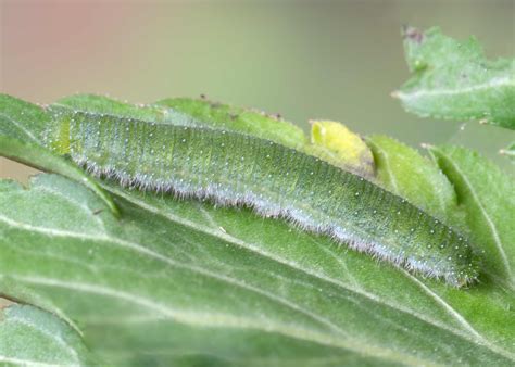 West Virginia White - Alabama Butterfly Atlas