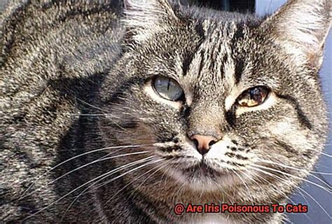 Are Iris Poisonous To Cats