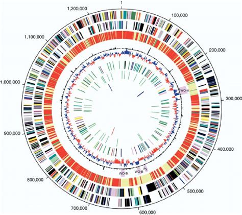 Circular Map Of The Genome And Genome Features Circles Correspond To Download Scientific