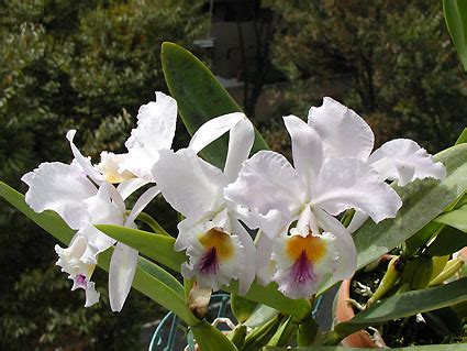 C Labiata Var Coerulea Dreher X Self Abiko Orchid Room