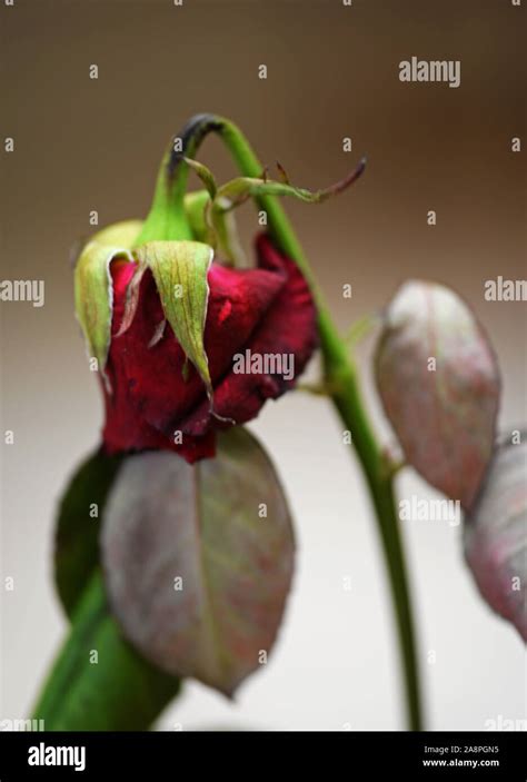 Withered Red Rose Concept Romance Stock Photo Alamy