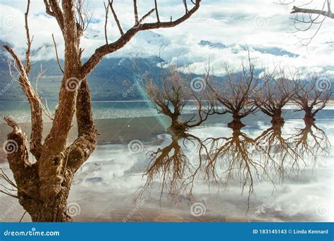 The Willows Of Lake Wakatipu Glenorchy New Zealand Magical Scene In