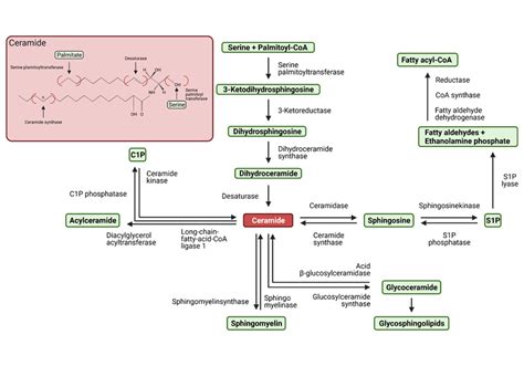 Overview Of Sphingolipid Metabolism Download Scientific Diagram