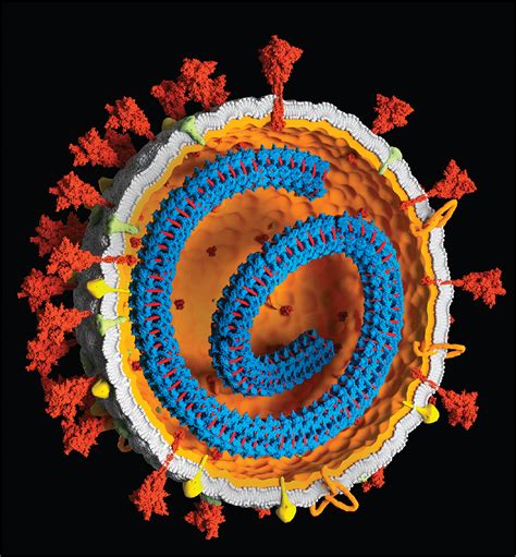 Do Coronavirus Genes Slip Into Human Chromosomes Science