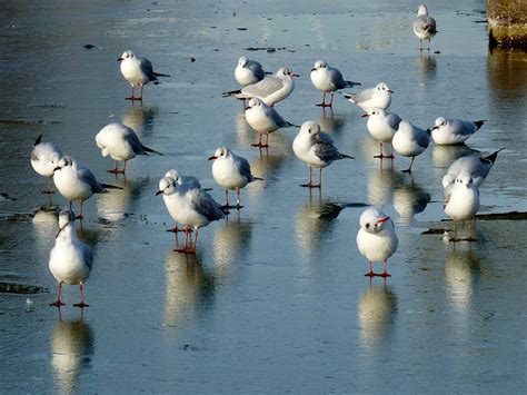 Seagulls Birds Species - Free photo on Pixabay - Pixabay