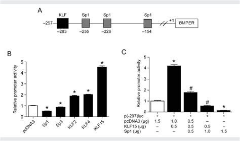 Figure 2 From Krüppel Like Factor 15 Regulates Bmper In Endothelial