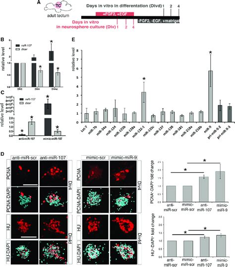 Loss Of The Mir Dicer Interaction Promotes Neurogenesis And