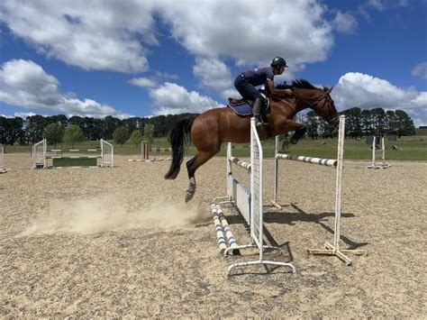 Clydesdale Jumping