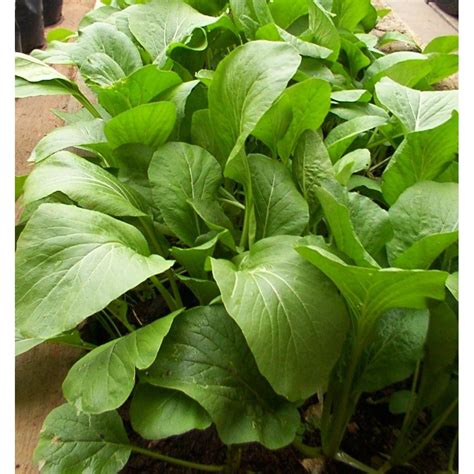 Jual Benih Sawi Green Pak Choy Mini Pack Seeds Bisi Home Garden