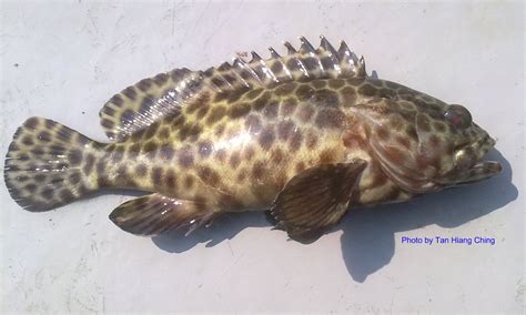 Fish And Fishing In Tanjung Leman Southeast Asia Saltwater Fish