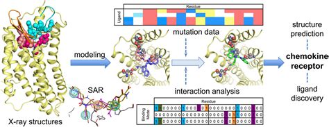 Structural Analysis Of Chemokine Receptorligand Interactions Journal