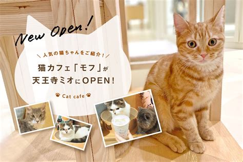 猫カフェ「キャットカフェモフ」が天王寺ミオにオープン！人気の猫ちゃんをご紹介！ Mio プラス、ミオ。