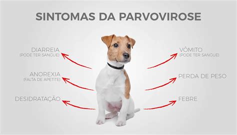 Lista Das Principais Doen As Em Cachorros Sintomas E Tratamento