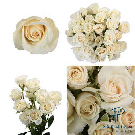 White Majolika Premium Flowers