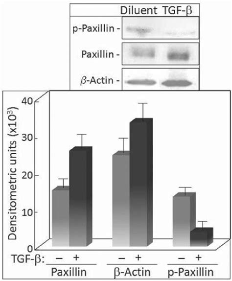 Figure 1 From Tgf β Regulation Of Focal Adhesion Proteins And Motility