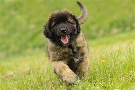 Leonberger Steckbrief Charakter Wesen Haltung