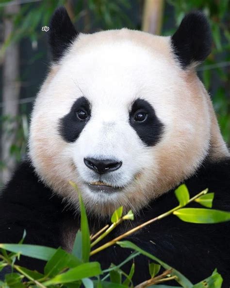 Ghim của Vanessa Chen trên Giant Pandas trong 2024 Đang yêu Dễ thương