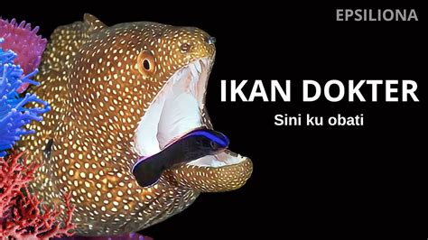 Akulah Dokter Lautan Ikan Dokter Atau Labroides Dimidiatus YouTube