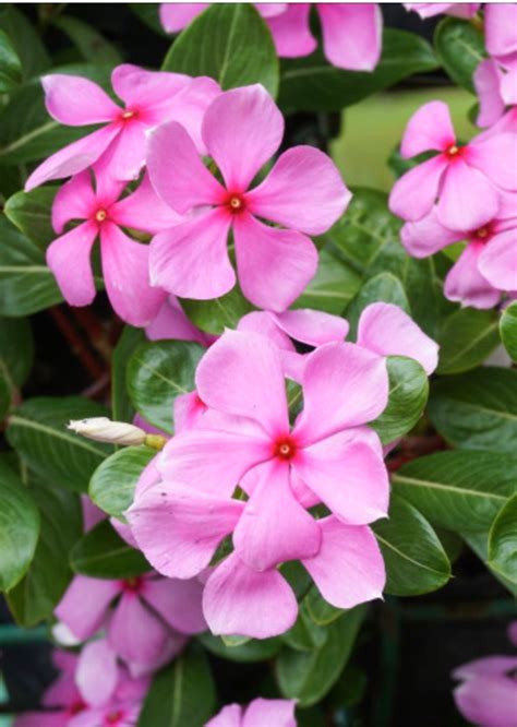 Catharanthus Roseus