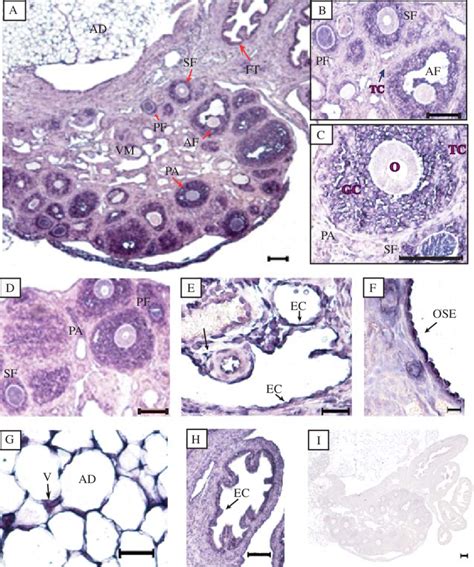 Distribution Of Sef Transcripts In The Mouse Ovary In Situ Download Scientific Diagram