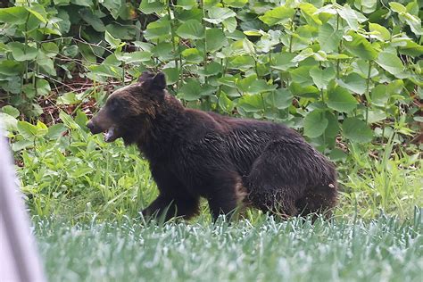 （画像・写真310）町でヒグマに襲われた男性「一撃で右肋骨が6本折れ、右肺に穴」背中80針縫っても「治療費は自己負担、見舞金もなし」【被害