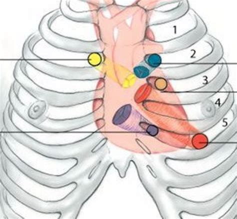 Cardiac Flashcards Quizlet