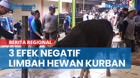 Efek Negatif Bila Limbah Hewan Kurban Di Samarinda Tidak Dikubur