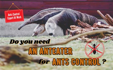 Ants Be Gone Expert Insights On Preventing And Treating Ant Infestations