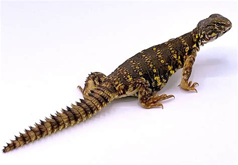 Saharan (Nigerian) Uromastyx – Reptile Pets Direct