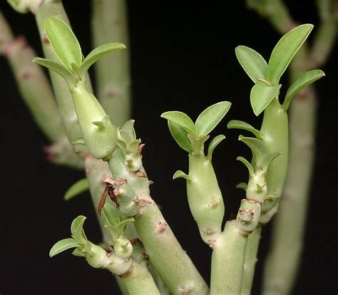 Euphorbia Pteroneura