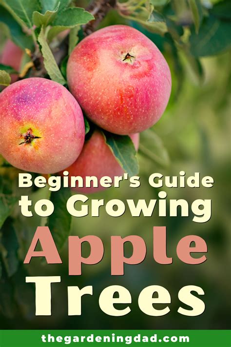 How To Grow Apple Trees In Easy Steps Apple Tree Gardening