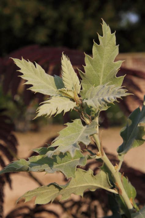 Quercus Ithaburensis Subsp Macrolepis Hemelrijk Silver Pan Global