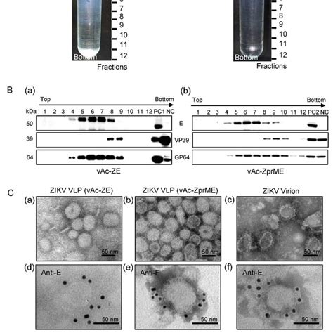 Characterization Of Baculovirus Expressed ZIKV VLPs From Culture