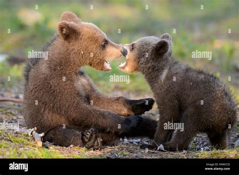 Young Brown Bears Play Junge Braunbaeren Spielen Stock Photo Alamy