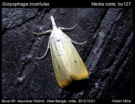 Scirpophaga Incertulas Walker 1863 Yellow Stem Borer Moths